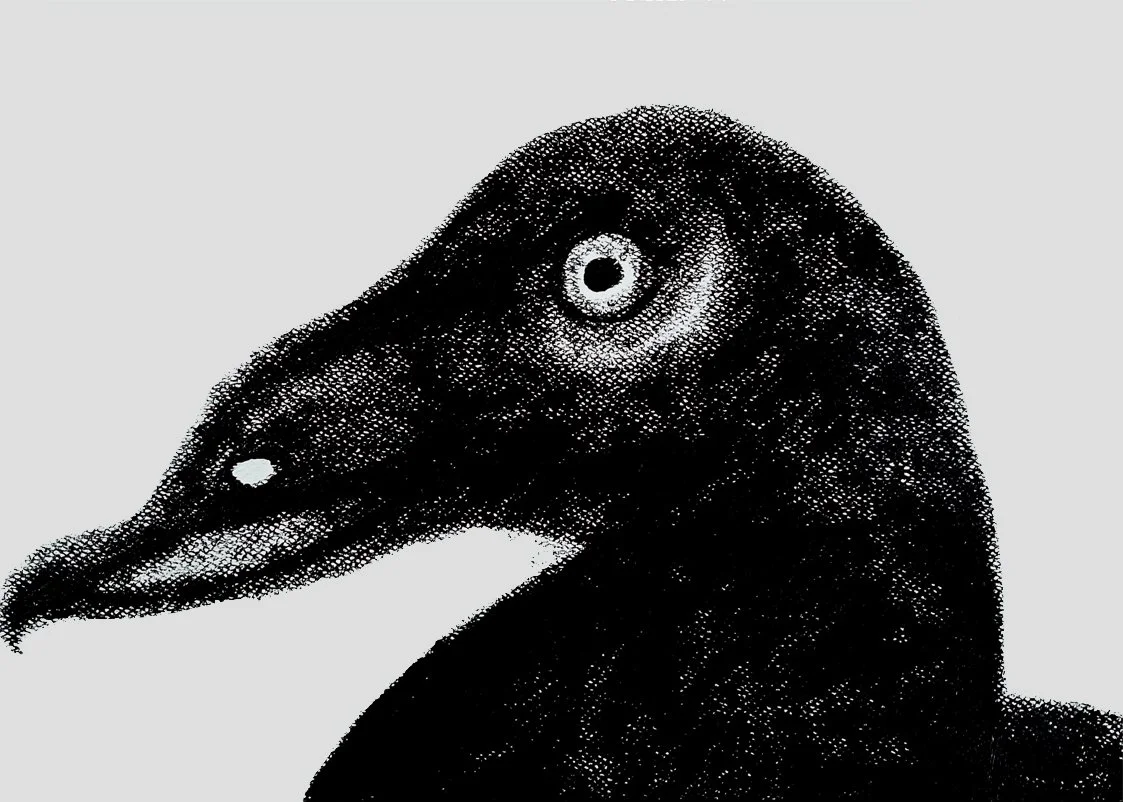 A dramatic black oil pastel painting of a duck by Roi Pajursky. The artwork features intense, expressive textures and a deep contrast between the dark subject and the light grey background, showcasing the raw energy of the Living Canvas series.