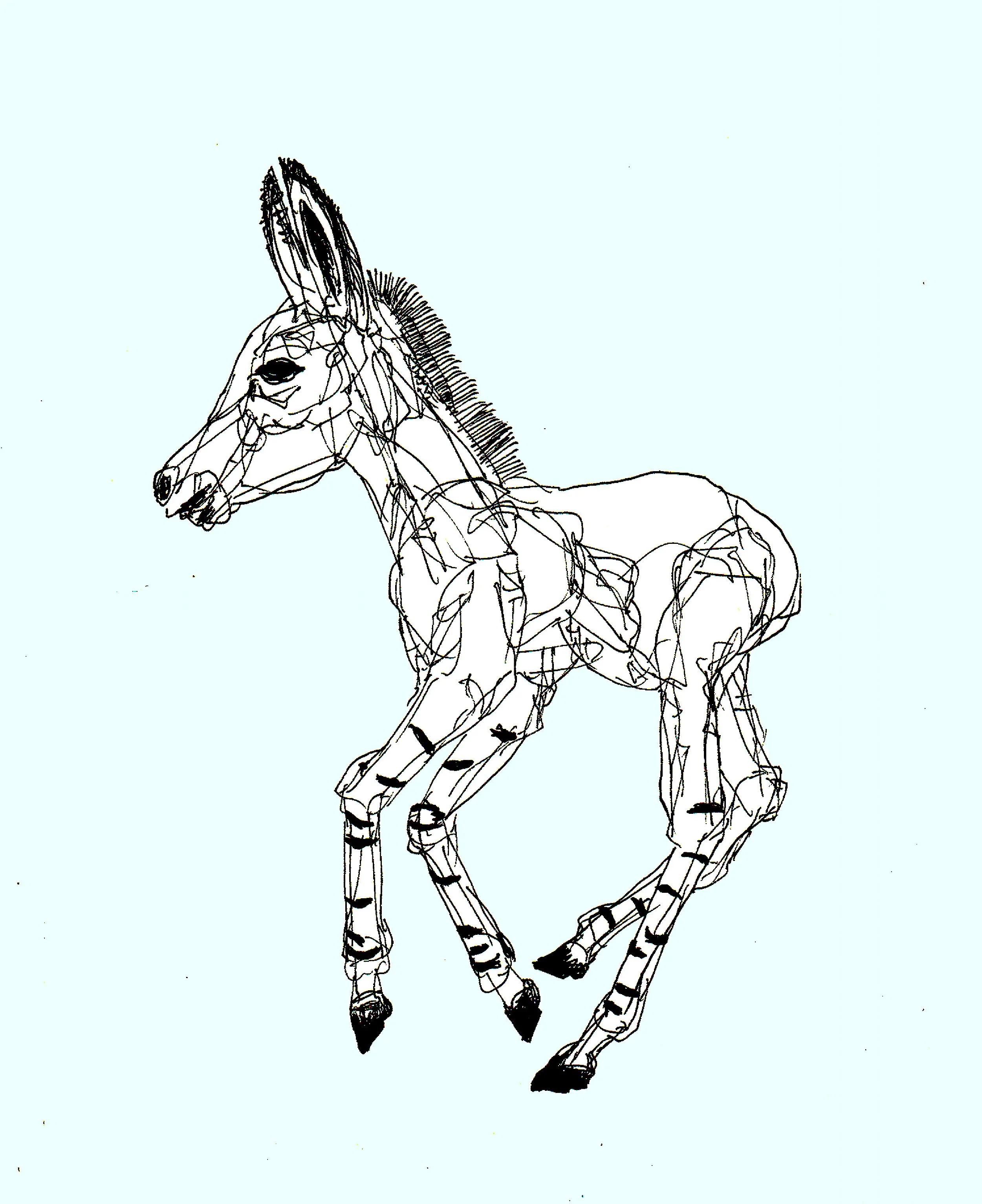 Donkey Sketch Print