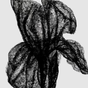 The Black Iris – Original Ink Illustration on Paper